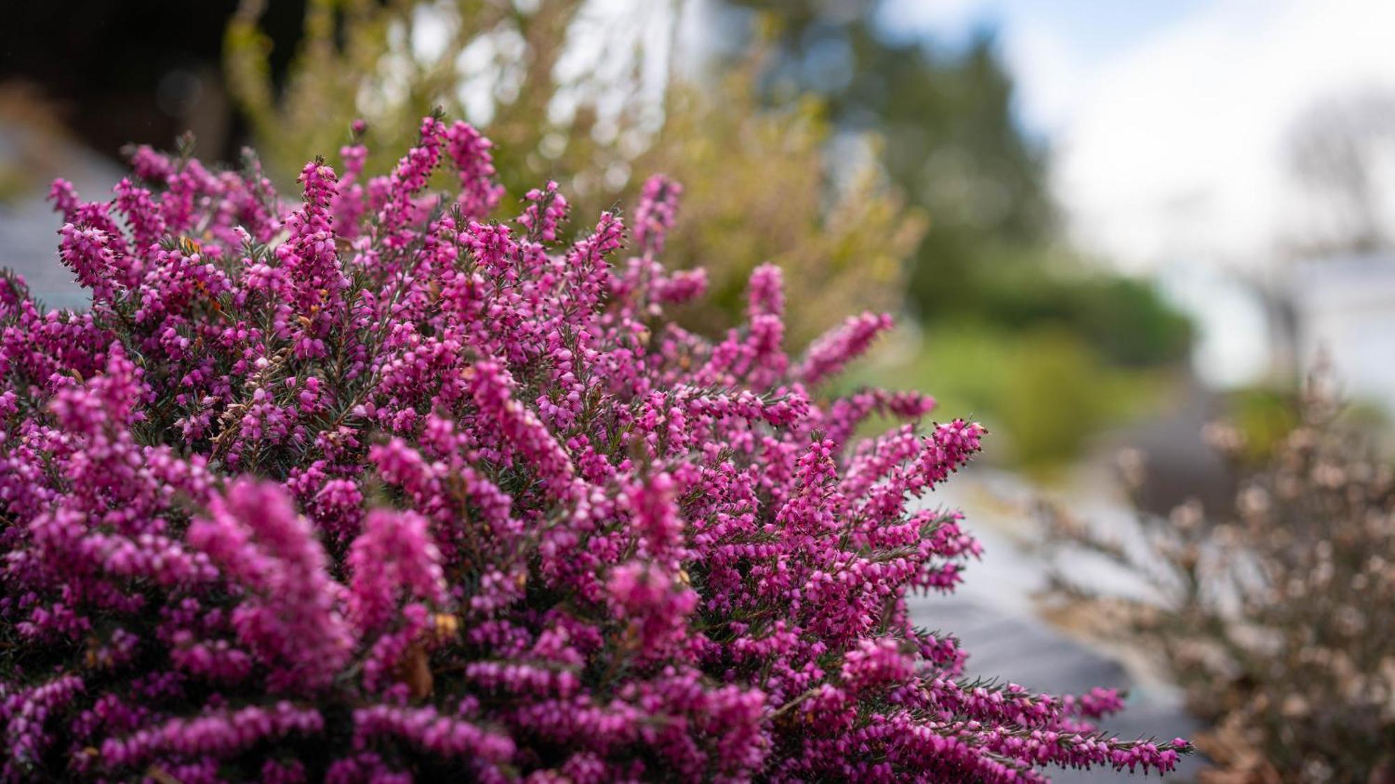 Heather Nook- Luxury Studio In Pitlochry Exterior foto